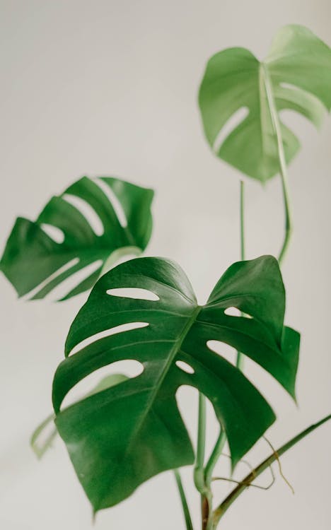 Monstera deliciosa leaves, clean editorial shot