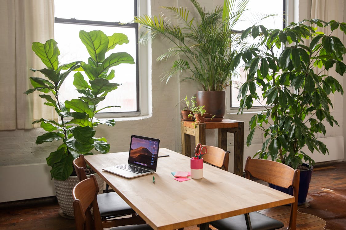 Beautiful plant-filled workspace with fiddle leaf fig and natural light